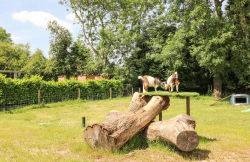 Pipistrelle - Foto 20