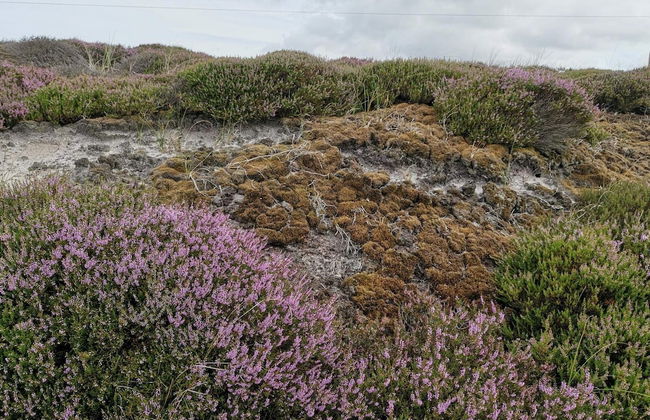 Holiday Home in Nørre Nebel - Foto 16