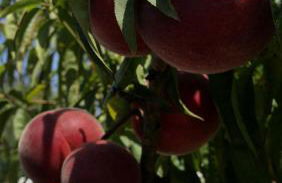 Le Domaine de l’Orangeraie - Foto 39