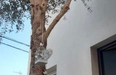 Ca Na Xisca - Foto 45