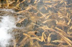 Lazy Lizard by the Ocean - Foto 63