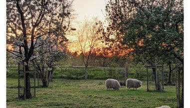 Ferienwohnung - De Deelstuuv - Foto 2, Garden view