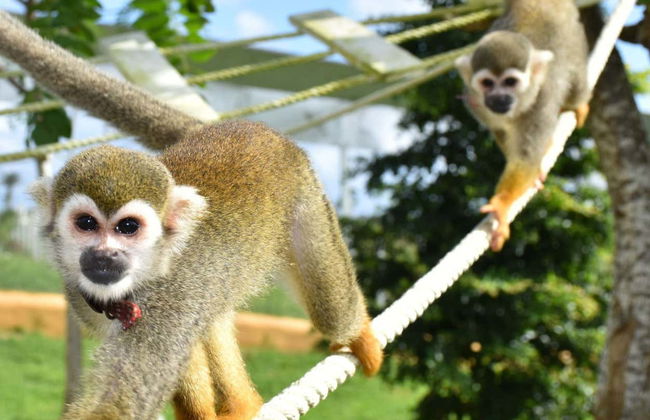 Eco Park Punta Cana Trip - Foto 11