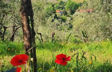 Agriturismo Cafaggio Primo - Foto 7