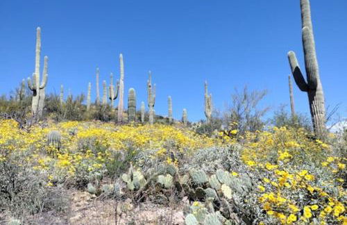 Tucson Mnt Foothills Saguaro Bliss - Foto 37