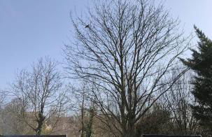 L'écureuil parisien Maison de charme avec jardin proche Paris - Foto 28