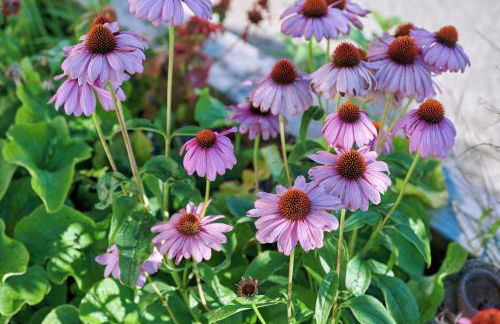 Ferienwohnung Tittmoning zwischen Salzburg, Burghausen und Österreich - Foto 8