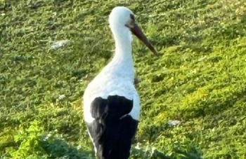 Casa de campo "La Campanera" - Photo 25