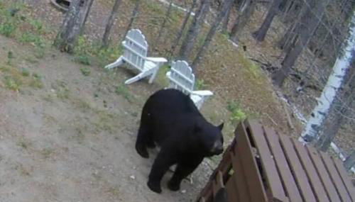 Private Cabin on 1.7 acres w/ Fireplace White Mtns - Foto 3