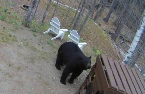 Private Cabin on 1.7 acres w/ Fireplace White Mtns - Photo 3