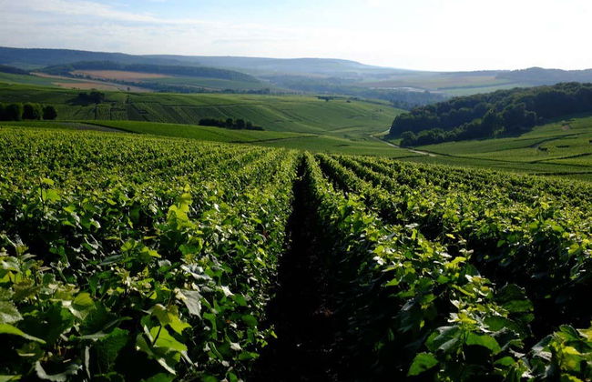 Mutigny Vineyards Tour - Photo 8