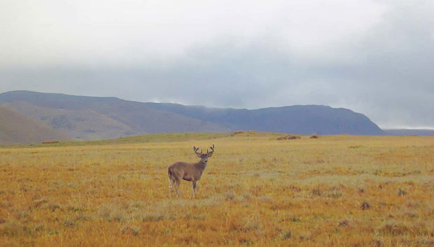 A deer in Antisana National Park