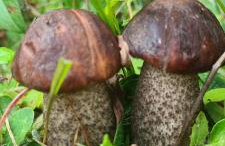 Domek pod Dębami Bogaczewo - Foto 55