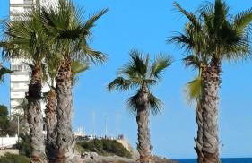 ANIMAR piso en ALGAIDA Oropesa - Foto 36