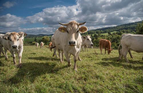 Pastelova Krova - domki w Bieszczadach - Foto 15