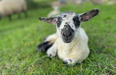 Spacious Cottage - Sleeps 4 - in the Black Mountains - Photo 17