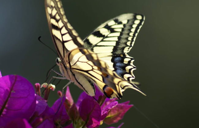 Holiday Home With Garden in Kritinia - Foto 17