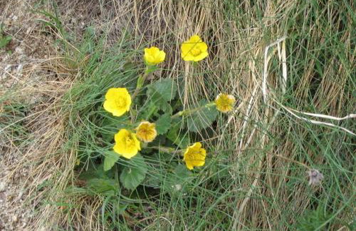 Baita Figliezzi - Foto 75