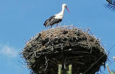 Ciche Podlasie - Foto 18