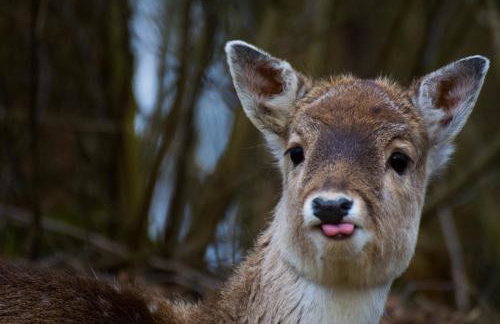 Miła Dolina - Foto 53