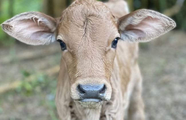 HACIENDA ILUMINADA ECO RETREAT - Foto 15