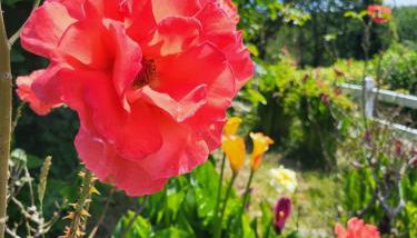 Maison Pays Fouesnantais"Chez Germaine" - Foto 4, Garden view