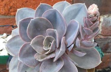 Rose Cottage, 2 Bedroom Cottage with character, near Southwold - Photo 22