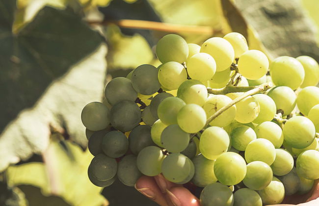 Visita della cantina Bodegas Teneguía - Foto 1