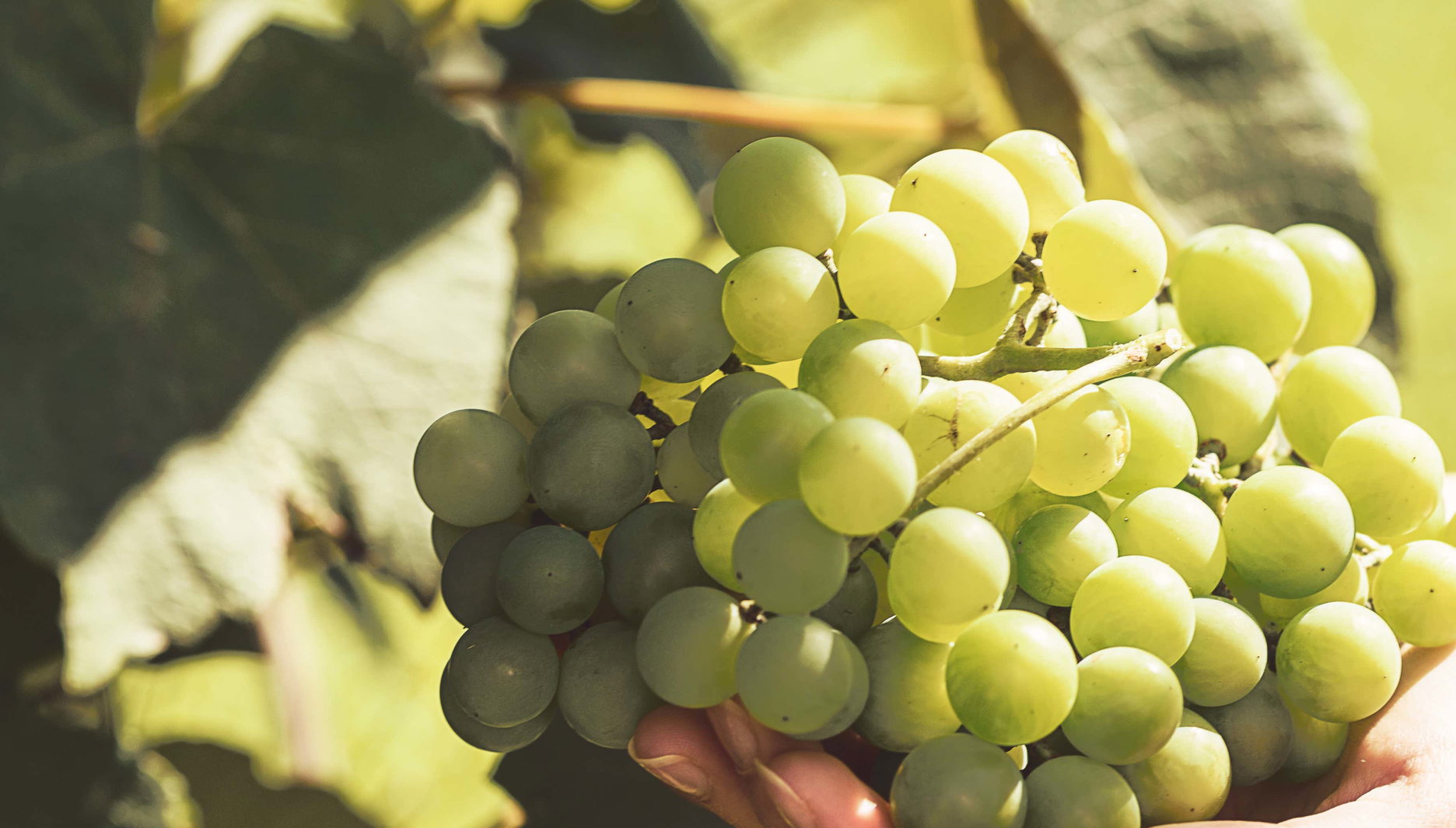 Visit Bodegas Teneguía Winery - Photo 1, Visit Bodegas Teneguía Winery