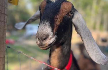 The Giddyup Getaway at The River Haven Sanctuary - Foto 33