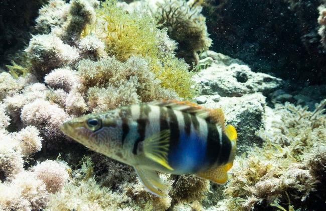 Plongée à Cala Portals Nou - Photo 11