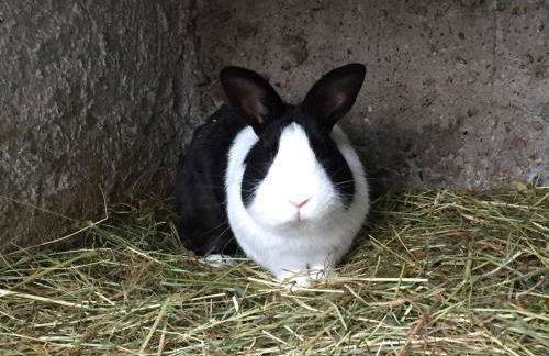 Gut Fischer - Foto 17