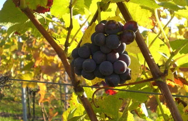 Holiday Apartment Kastanienhalde - Foto 12