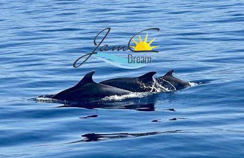 JamC Dream Familientraum direkt am Meer mit beheiztem Pool - Photo 4