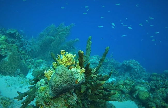 Bloozz resort Bonaire - Foto 75