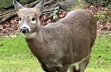 Unique and Private 25ft Waterfall House in Hunter - Foto 66