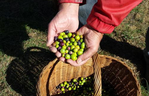 Villa Porcigliano Olive Grove - Foto 65