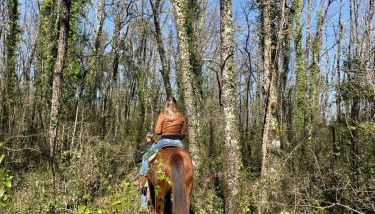 Relax, mare, natura e cavalli Giuliano di Roma - Foto 4