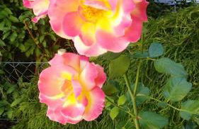 Carlchens Casa - Photo 37