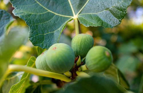 Provence villa with large pool and amazing view - Foto 53