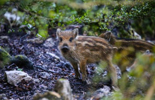le refuge des Marmottes - Foto 17