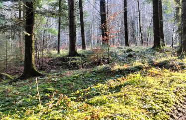 les hortensias La Souris Des Champs - Foto 23