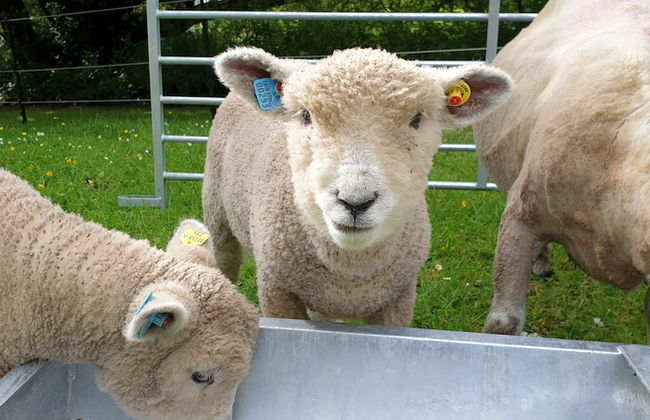 The Wriggly Tin & Baa Spa at Tregoose Old Mill - Foto 16