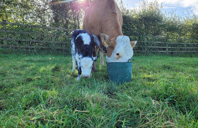 Immaculate 2-bed Cottage in Tuam - Foto 23