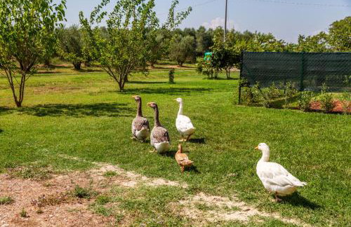 Agriturismo il Pollino - Foto 4