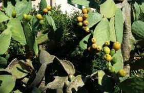 Villa San Giuseppe - Foto 1