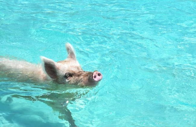 Tropical View Villa - Foto 20