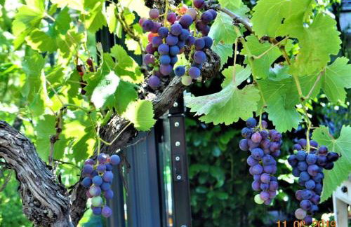 Ferienwohnung Fischer - Foto 8