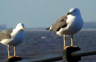 The Chalet by Hip Haus - Foto 23