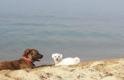 TORONI ALPHA STUDIOS - Foto 62